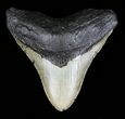 Megalodon Tooth - North Carolina #59186-1